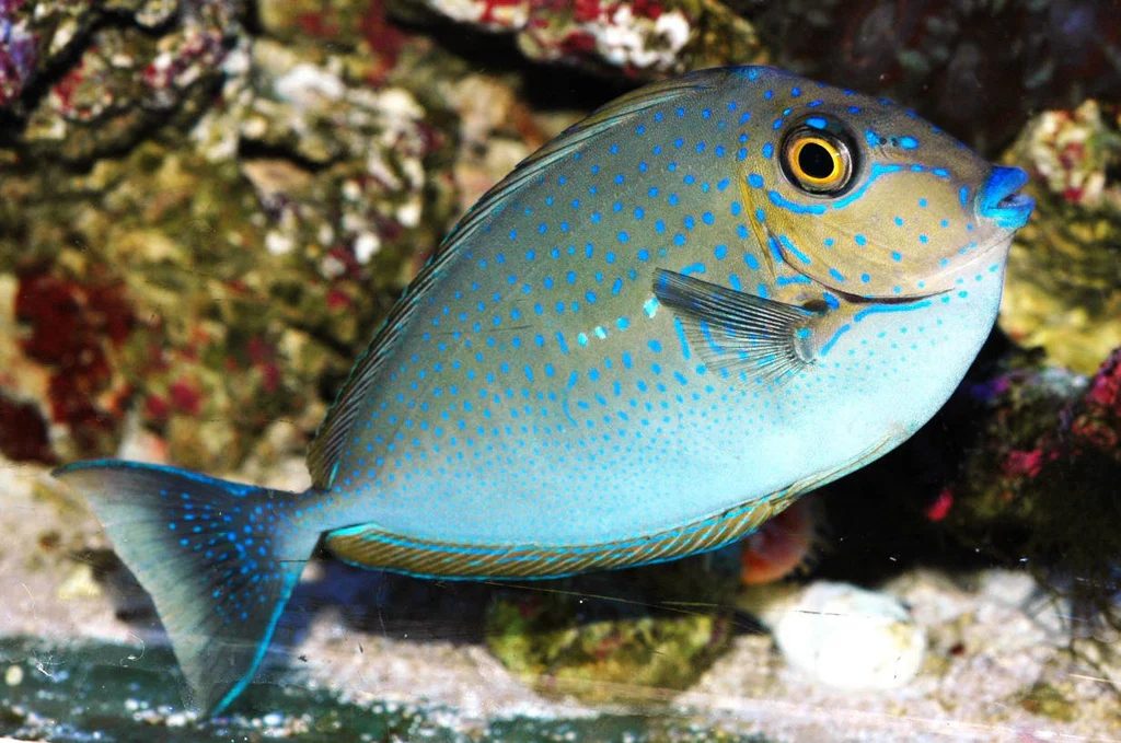 Blue Spot Naso