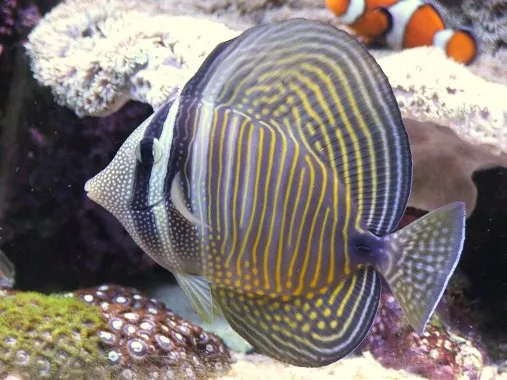 sailfin tang