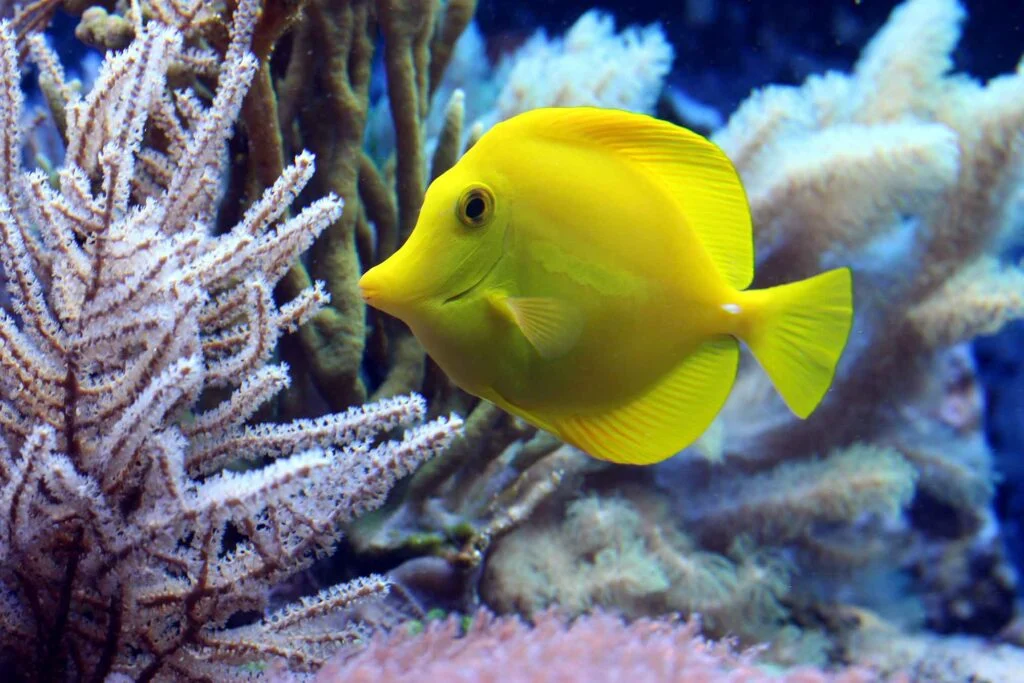 yellow tang